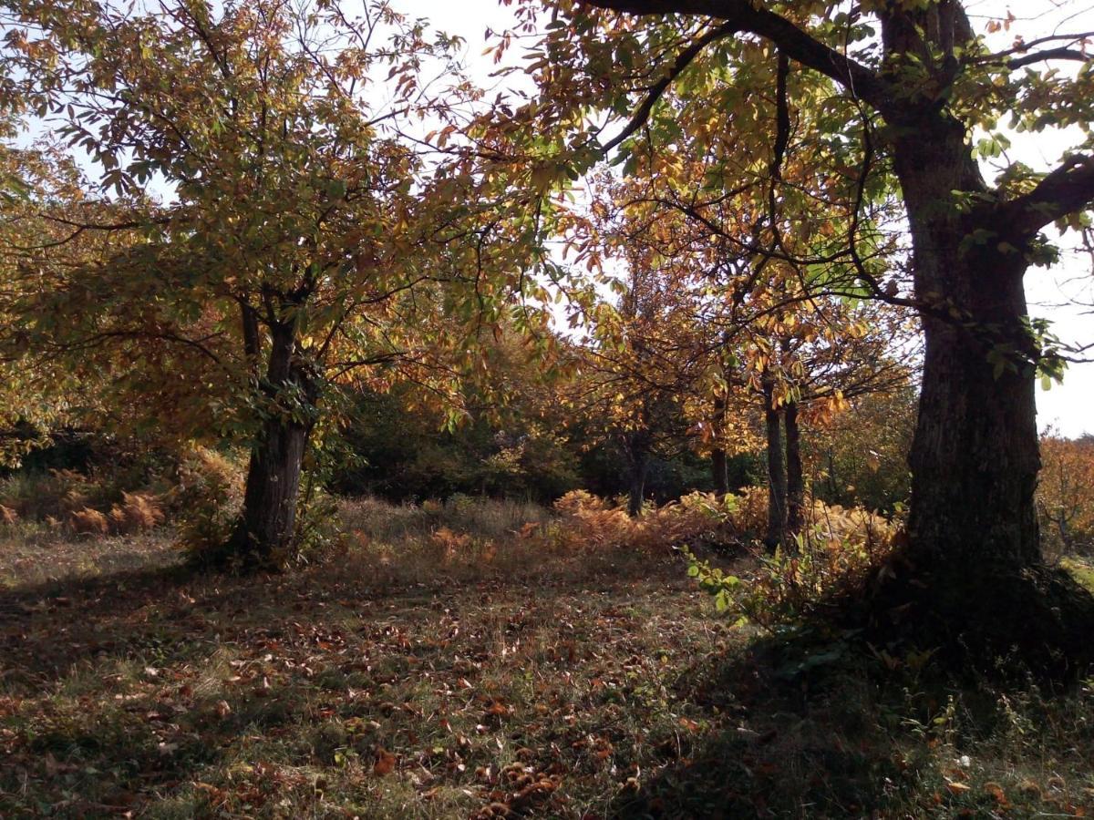 CamugnanoCasa Nel Bosco, Appennino Tosco Emilianoアパートメント エクステリア 写真